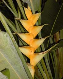Pépinière Palmaris Les Palmes de Karukéra, Heliconia caribae