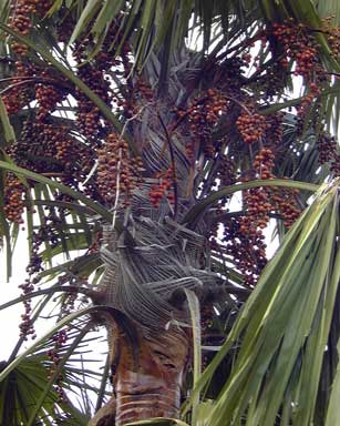 Pépinière Palmaris Les Palmes de Karukéra, Livistona ritundifolia