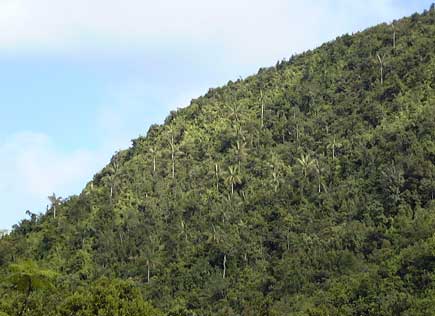 Pépinière Palmaris Les Palmes de Karukéra, Euterpe dominicana