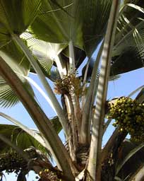 Pépinière Palmaris Les Palmes de Karukéra, Pritchardia pacifica