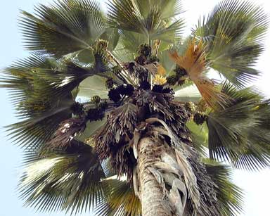 Pépinière Palmaris Les Palmes de Karukéra, Pritchardia pacifica