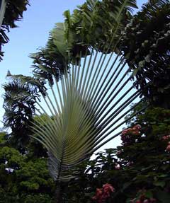 Pépinière Palmaris Les Palmes de Karukéra, Ravenala madagascariensis