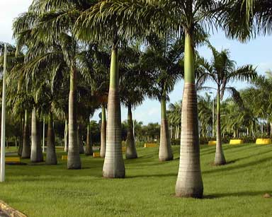 Pépinière Palmaris Les Palmes de Karukéra, Roystonea oleracea