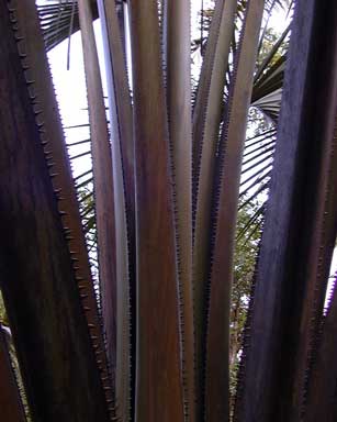 Pépinière Palmaris Les Palmes de Karukéra, Corypha umbraculifera