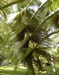 Pépinière Palmaris Les Palmes de Karukéra, Corypha utan