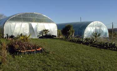 Pépinière Palmaris production agaves et palmiers