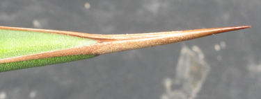 Pépinière Palmaris Agave angustiarum