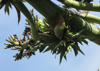 Palmaris Agave bovicornuta Cactuseraie
