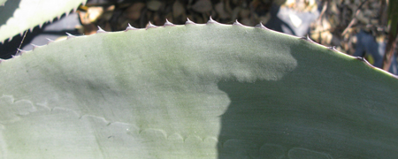 Pépinière palmaris Agave calodonta
