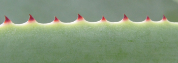 Pépinière Palmaris Agave celsii albicans