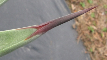 Pépinière Palmaris Agave cerulata robusta