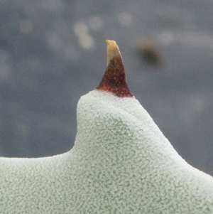 Pépinière Palmaris Agave cerulata subcerulata