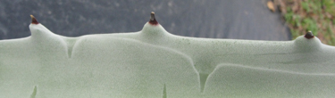 Pépinière Palmaris Agave cerulata subcerulata