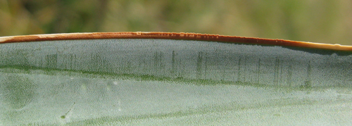 Pépinière PALMARIS Agave chrysoglossa