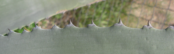 Pépinière Palmaris Agave cordillerensis