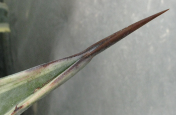 Pépinière Palmaris Agave cordillerensis marginata