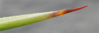 Pépinière Palmaris Agave dasylirioides