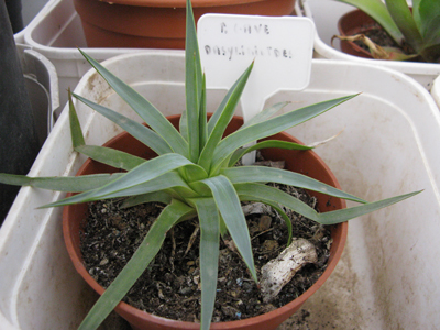 Pépinière Palmaris Agave dasylirioides Foncaude