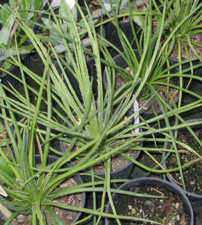 Palmaris Agave geminiflora