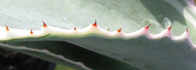 Pépinière Palmaris Agave gypsophila "Ivory curl"