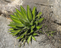 Agave lophantha latifolia Foncaude