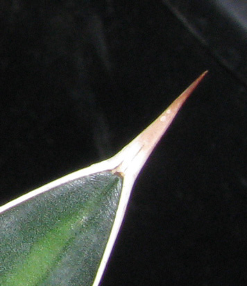 Agave lophantha latifolia splendida