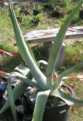 Agave inaequidens barrancensis