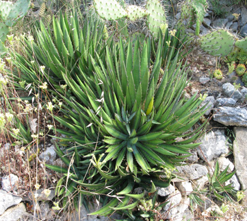 Palmaris Agave lophantha poselgeri Cactuseraie