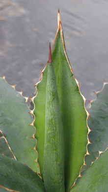 Pépinière Palmaris Agave lophantha latifolia ensifera