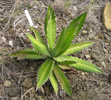 Palmaris Agave lophantha latifolia Foncaude