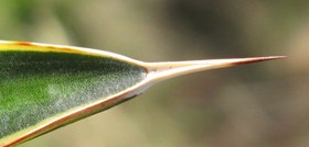 Pépinière Palmaris Agave lophantha latifolia marginata