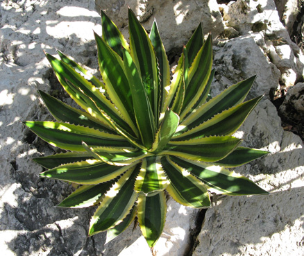 palmaris Agave lophantha latifolia marginata Monaco