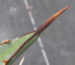 Pépinière Palmaris Agave lophantha compacta