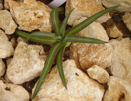 Pépinière Palmaris Agave nizandensis Cactuseraie