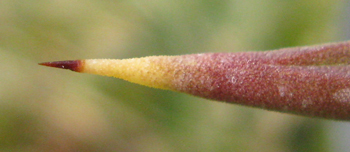 Pépinière Palmaris Agave nizandensis