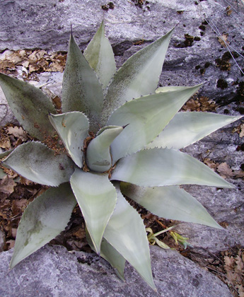 Palmaris Agave parryi couesii Lespinet