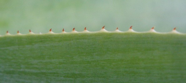 Pépinière Palmaris Agave attenuata dentata