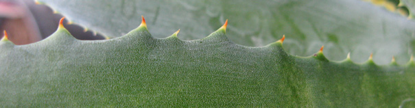 Palmaris Agave rhodacantha