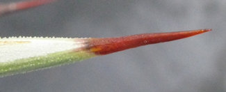 Pépinière palmaris Agave rzedowskiana