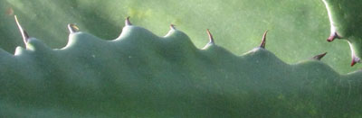 Pépinière Palmaris, Agave salmiana f. Green goblet Cactuseraie