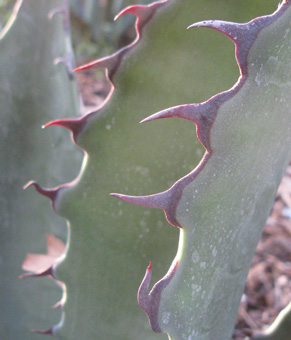 Palmaris Agave asperrima zarcensis