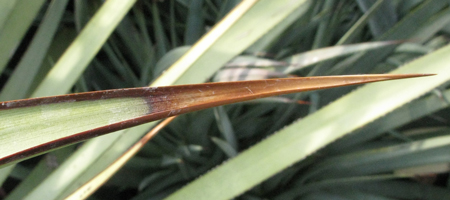 Pépinière Palmaris Agave stricta X filifera multifilifera