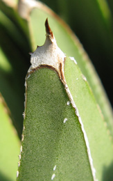 Agave victoriae-reginae swobodae Cactuseraie
