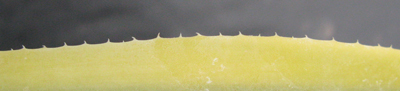 Pépinière Palmaris Agave weberi marginata "Arizona star"