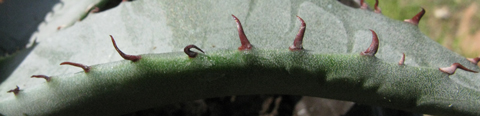 Pépinière Palmaris Agave X gracilipes
