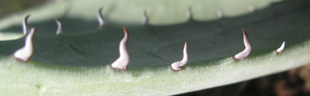Pépinière Palmaris Agave X gracilipes