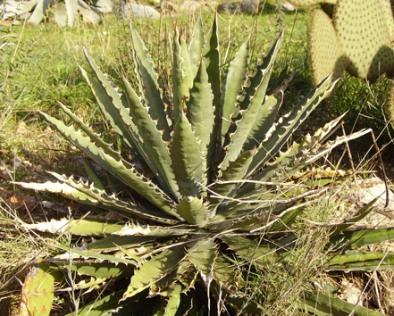Agave xylonacantha Cactuseraie