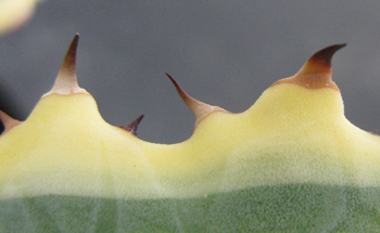 Pépinière Palmaris Agave xylonacantha marginata "Frostbite"