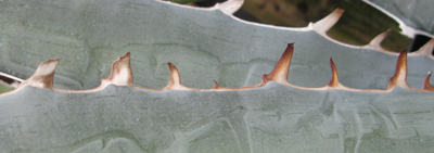 Pépinière Palmaris Agave asperrima X xylonacantha