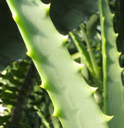 Pépinière Palmaris Aloe arborescens